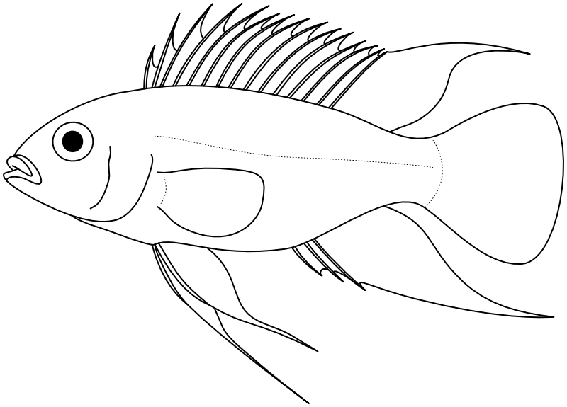Ilustrace zástupce rodu Apistogramma