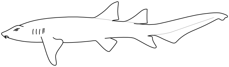 Ilustrace zástupce rodu Nebrius