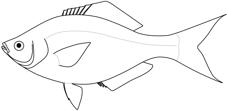 Ilustrace zástupce rodu Neoditrema