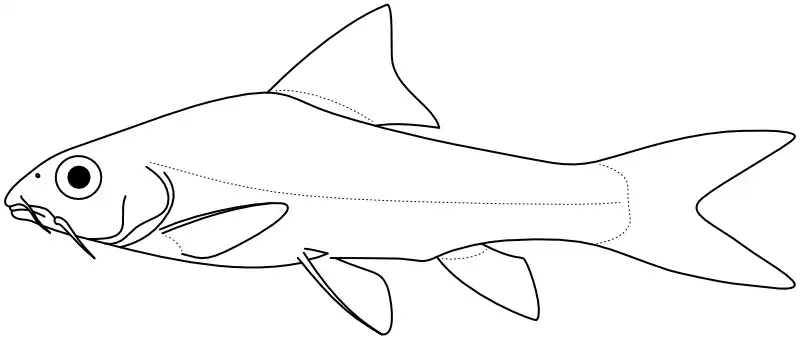 Ilustrace zástupce rodu Neolissochilus