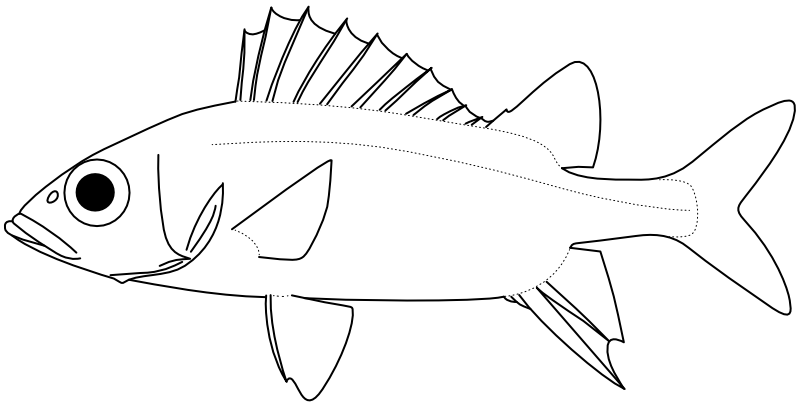 Ilustrace zástupce rodu Neoniphon