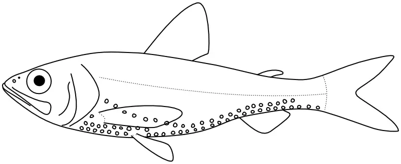 Ilustrace zástupce rodu Neoscopelus