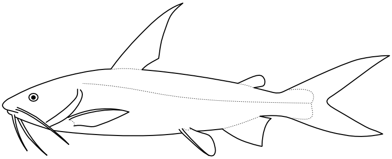 Ilustrace zástupce rodu Netuma