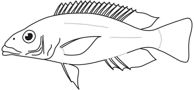 Ilustrace zástupce rodu Nimbochromis