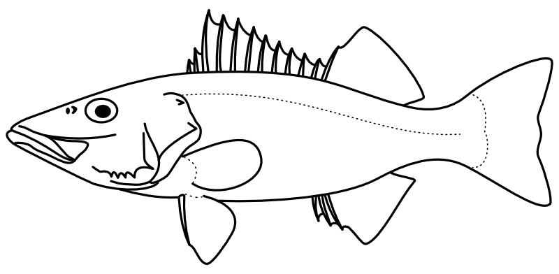 Ilustrace zástupce rodu Niphon