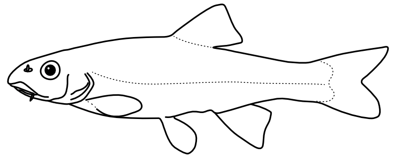 Ilustrace zástupce rodu Nocomis