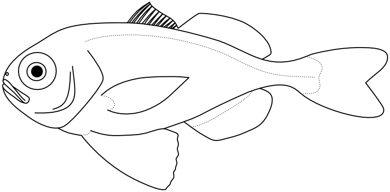 Ilustrace zástupce rodu Nomeus