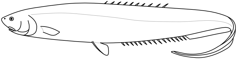 Ilustrace zástupce rodu Notacanthus