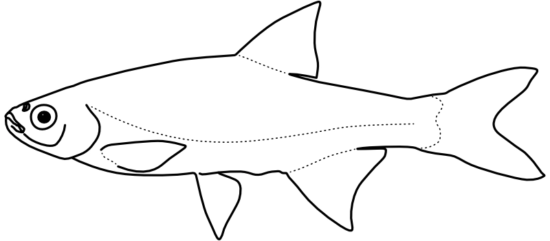 Ilustrace zástupce rodu Notemigonus