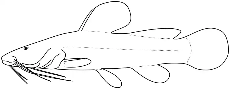 Ilustrace zástupce rodu 
