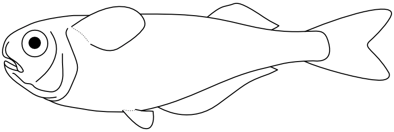 Ilustrace zástupce rodu Notocheirus