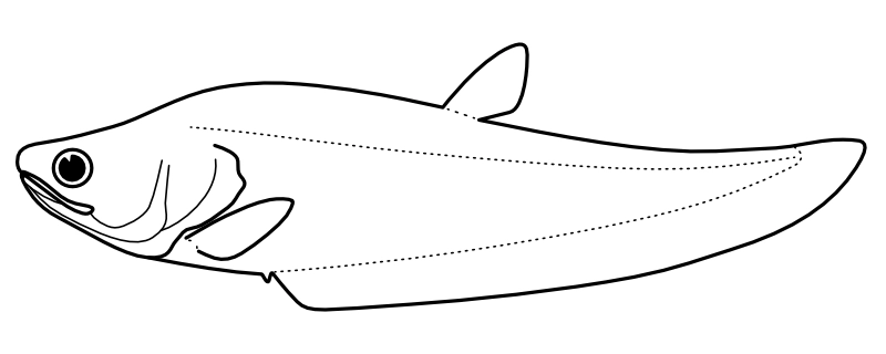 Ilustrace zástupce rodu Notopterus