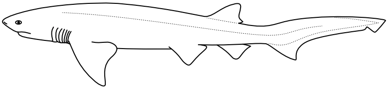 Ilustrace zástupce rodu Notorynchus