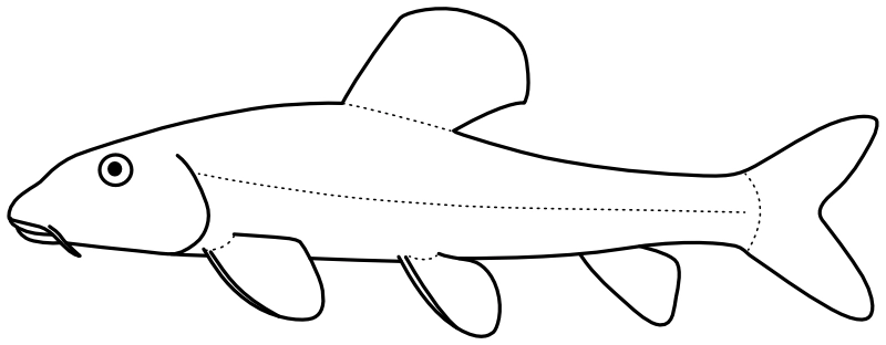 Ilustrace zástupce rodu Abbottina