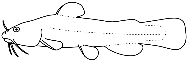 Ilustrace zástupce rodu Noturus