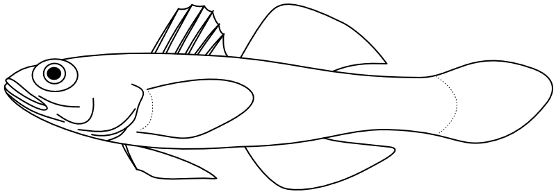 Ilustrace zástupce rodu Obliquogobius