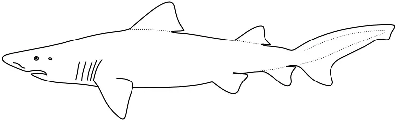 Ilustrace zástupce rodu Odontaspis