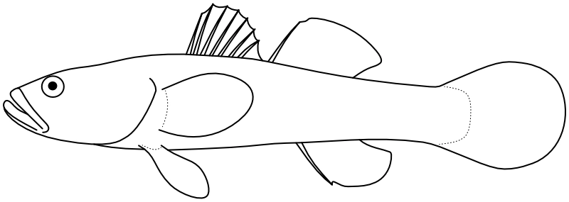 Ilustrace zástupce rodu Odontobutis