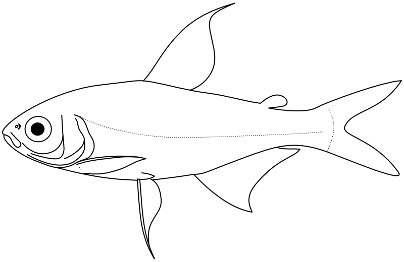 Ilustrace zástupce rodu Odontostilbe