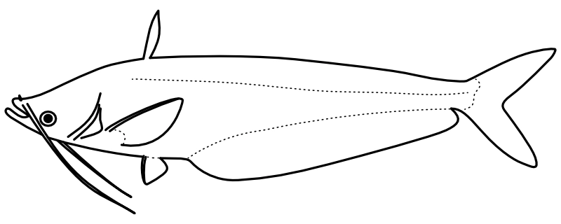 Ilustrace zástupce rodu Ompok