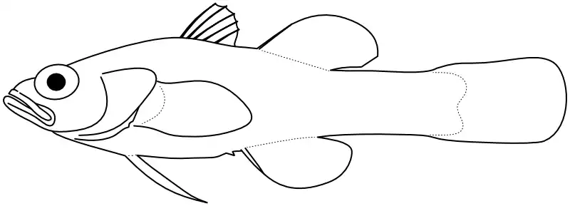 Ilustrace zástupce rodu Ophiocara