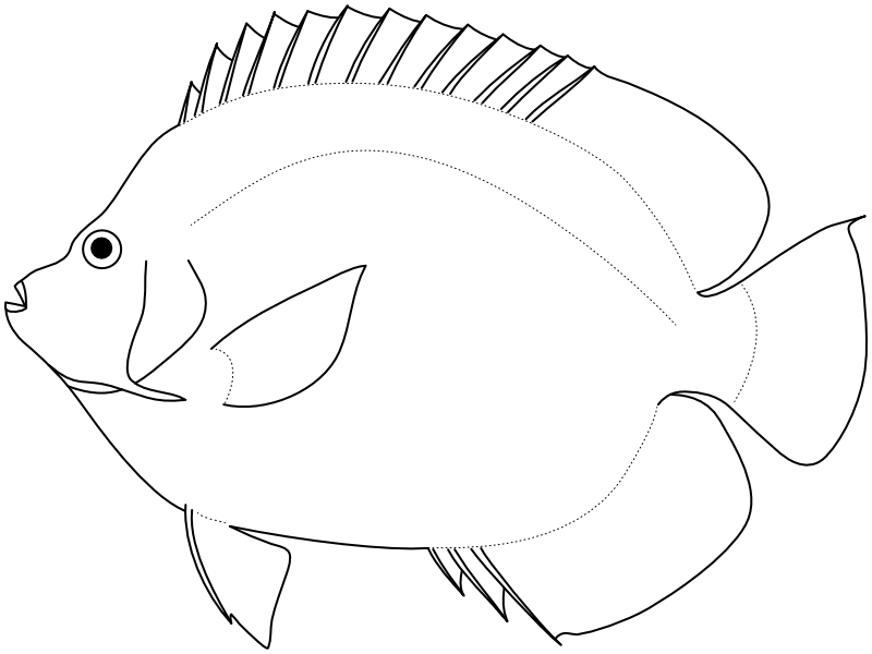 Ilustrace zástupce rodu Apolemichthys