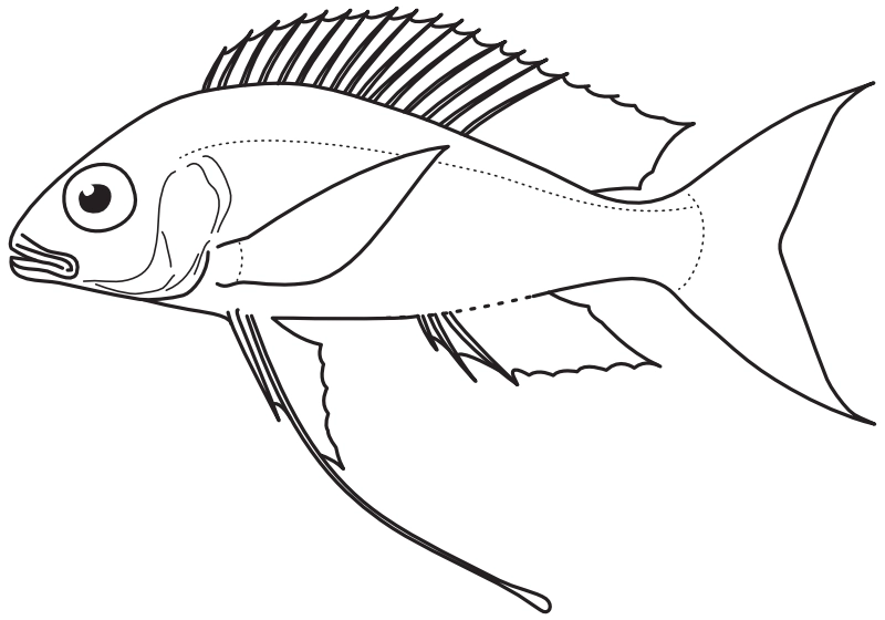 Ilustrace zástupce rodu Ophthalmotilapia
