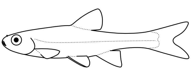 Ilustrace zástupce rodu Opsopoeodus