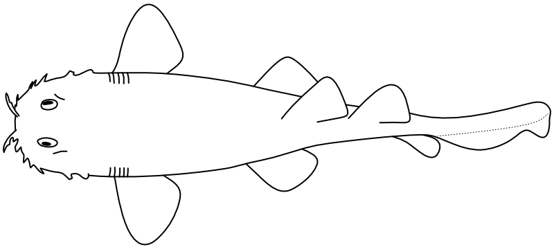 Ilustrace zástupce rodu Orectolobus