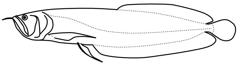Ilustrace zástupce rodu Osteoglossum