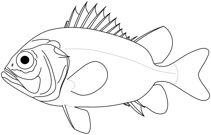 Ilustrace zástupce rodu Ostichthys