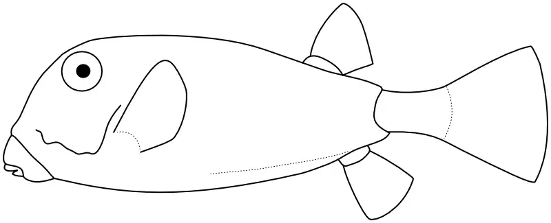 Ilustrace zástupce rodu Ostracion