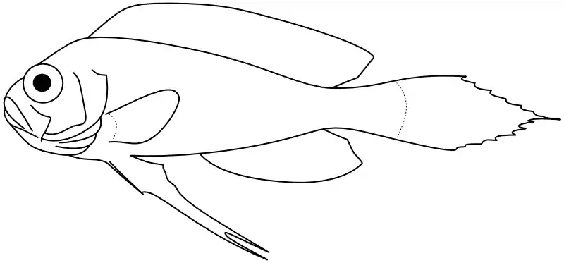 Ilustrace zástupce rodu 