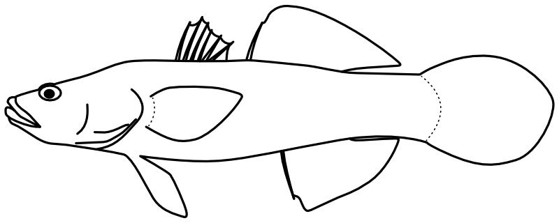 Ilustrace zástupce rodu Oxyeleotris