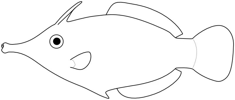 Ilustrace zástupce rodu Oxymonacanthus