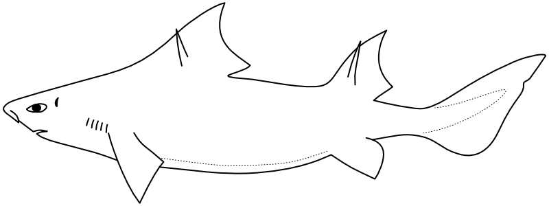 Ilustrace zástupce rodu Oxynotus