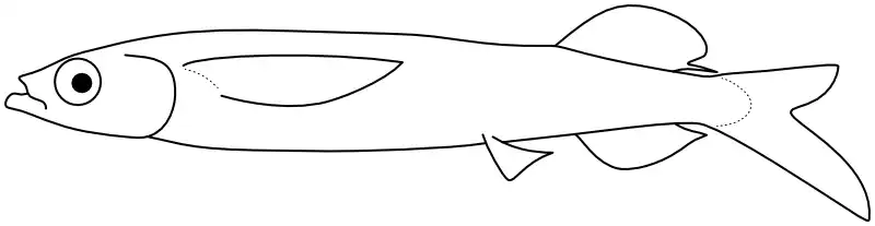 Ilustrace zástupce rodu Ilustrace zástupce rodu