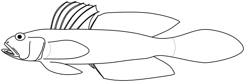 Ilustrace zástupce rodu Oxyurichthys Ilustrace zástupce rodu Oxyurichthys