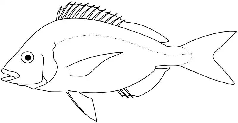 Ilustrace zástupce rodu Pagellus