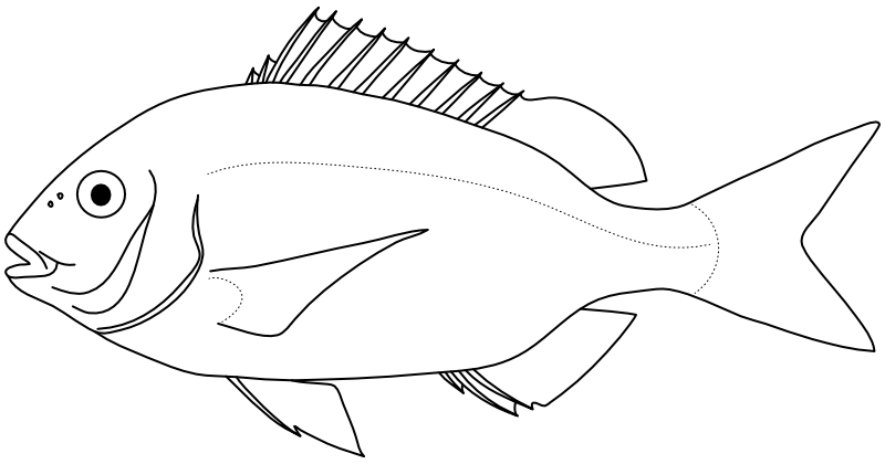 Ilustrace zástupce rodu Pagrus