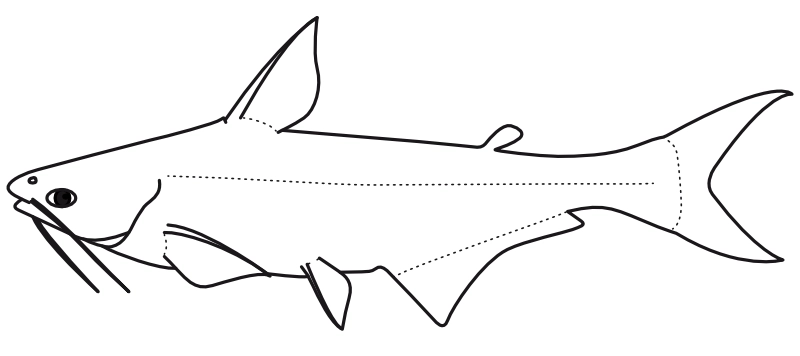 Ilustrace zástupce rodu Pangasius