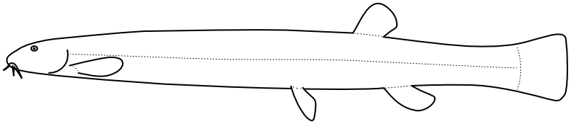 Ilustrace zástupce rodu Pangio