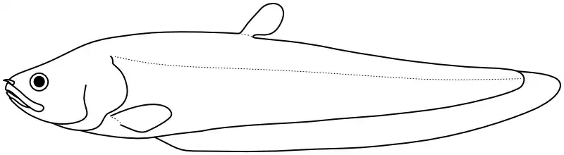 Ilustrace zástupce rodu Papyrocranus