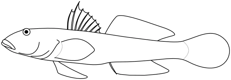 Ilustrace zástupce rodu Acanthogobius