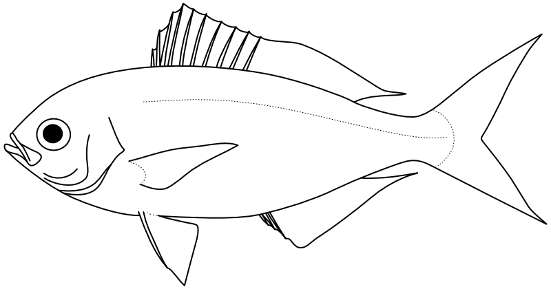 Ilustrace zástupce rodu Paracaesio