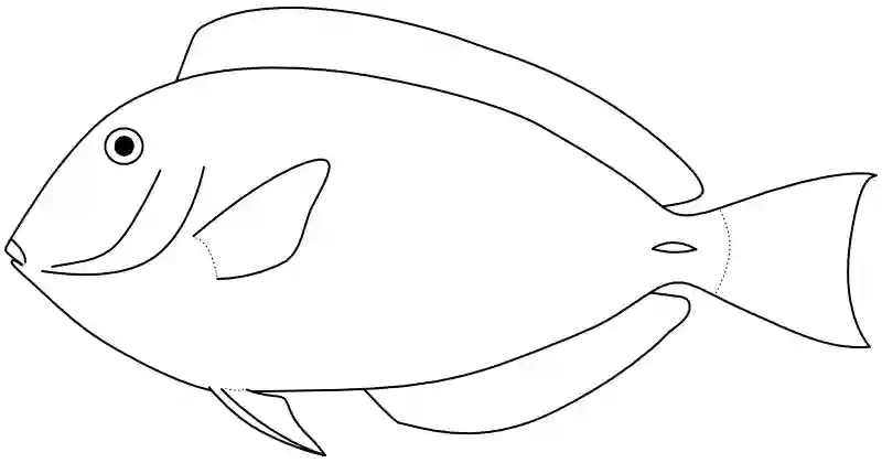 Ilustrace zástupce rodu Paracanthurus