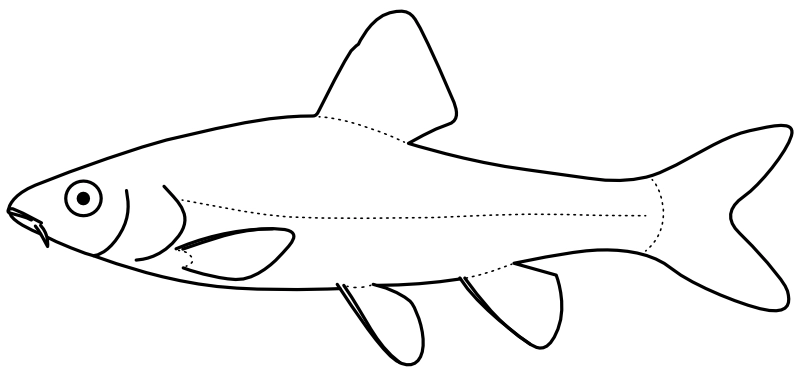 Ilustrace zástupce rodu Paraleucogobio