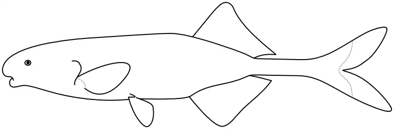 Ilustrace zástupce rodu Paramormyrops
