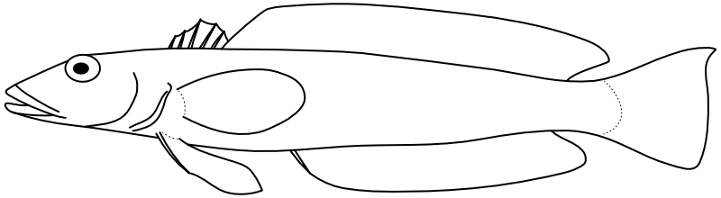 Ilustrace zástupce rodu Parapercis