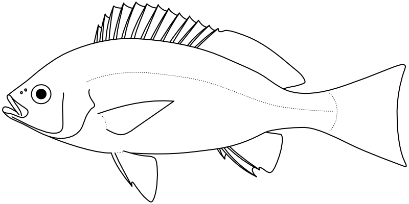 Ilustrace zástupce rodu Parapristipoma